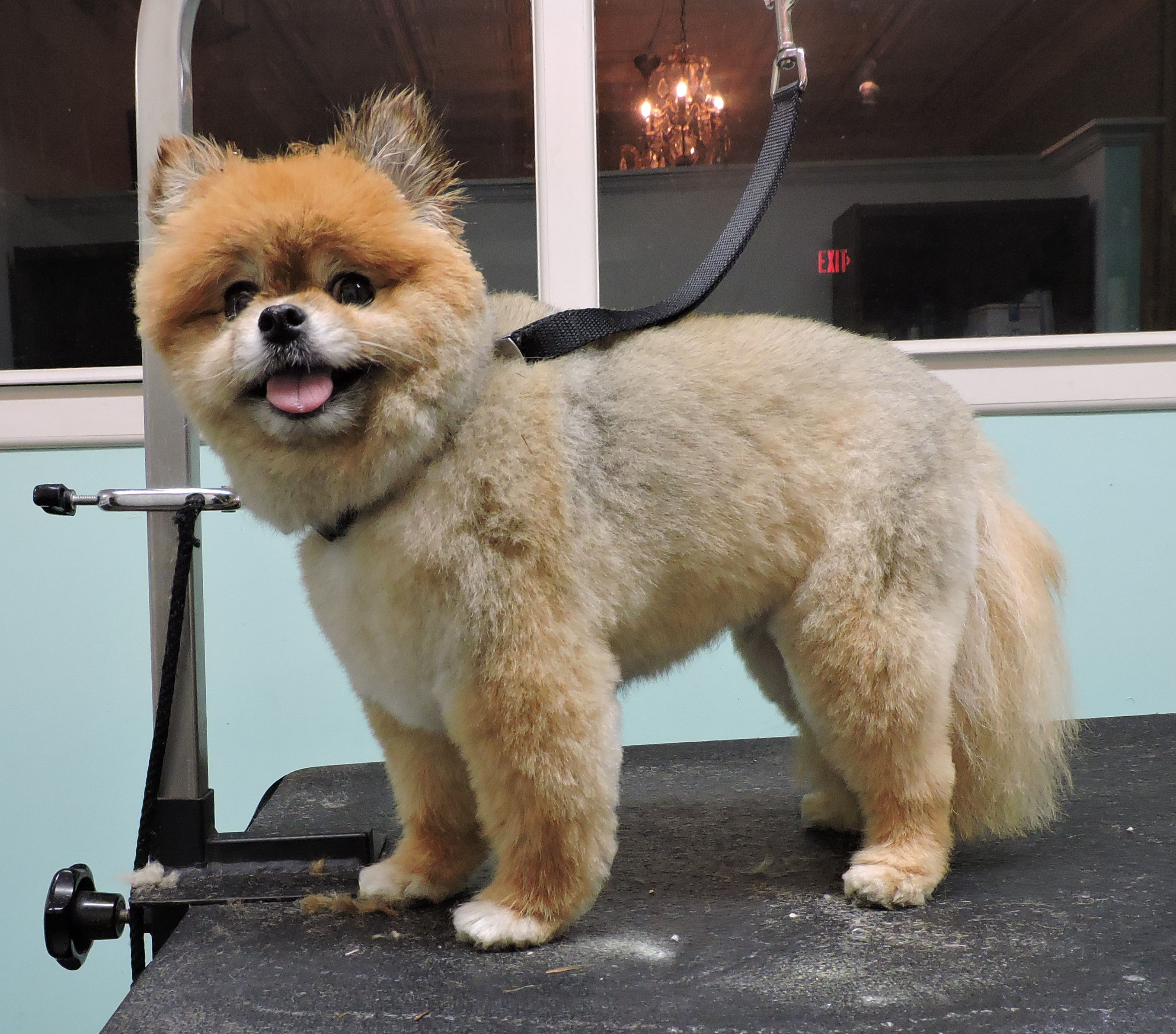 La petique dog grooming clearance salon